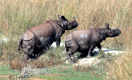 Bardiya Jungle Safari Tour (3 Days)