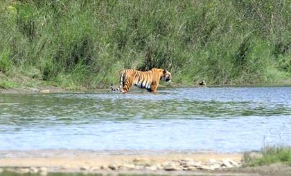 Bardiya Jungle Safari Tour (4 Days)