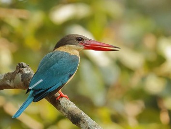 Bird Watching Tour in Nepal