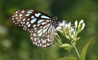 Eco Tour in Nepal