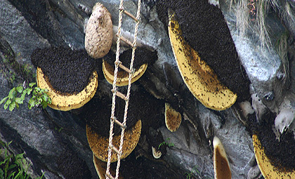 Honey Hunting Tour in Nepal